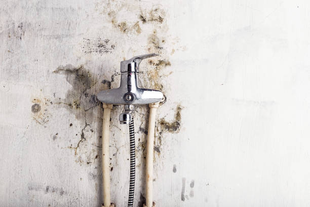 Best Local Mold Removal Service  in Millers Creek, NC