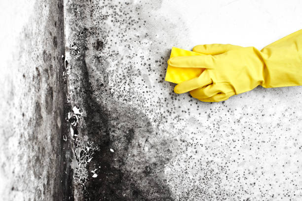 Mold Testing and Removal in Millers Creek, NC