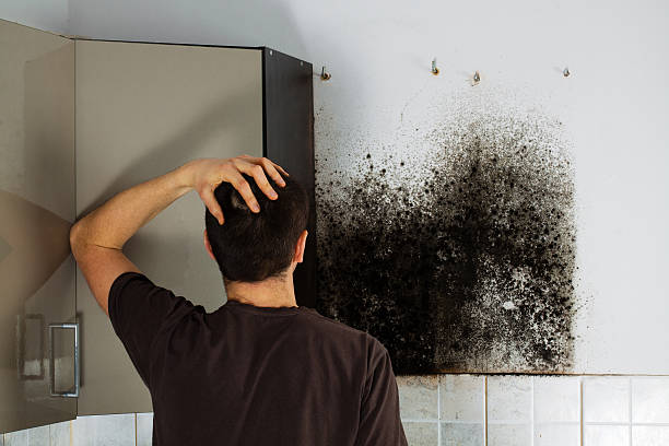 Best Toxic Mold Removal  in Millers Creek, NC