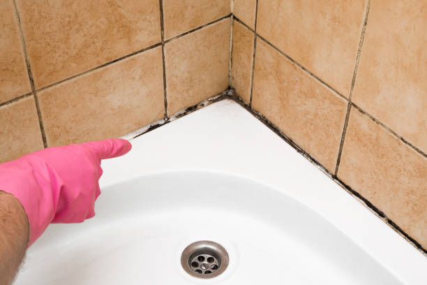 Best Fast Mold Removal  in Millers Creek, NC